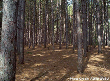 An understory grove in a pine forest.